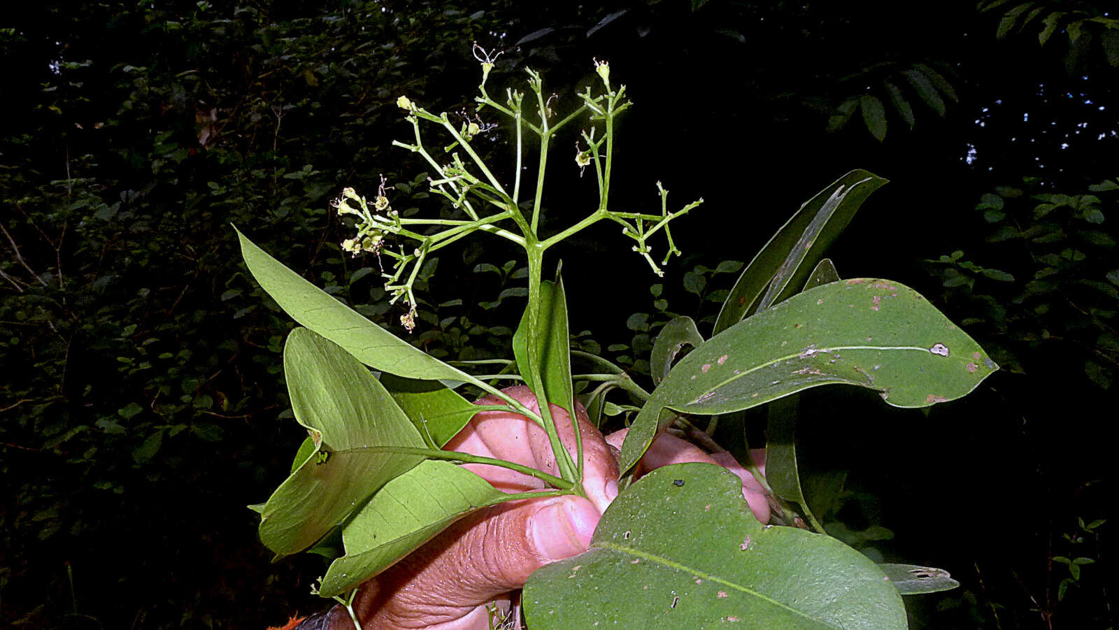 Image of Nyctaginaceae