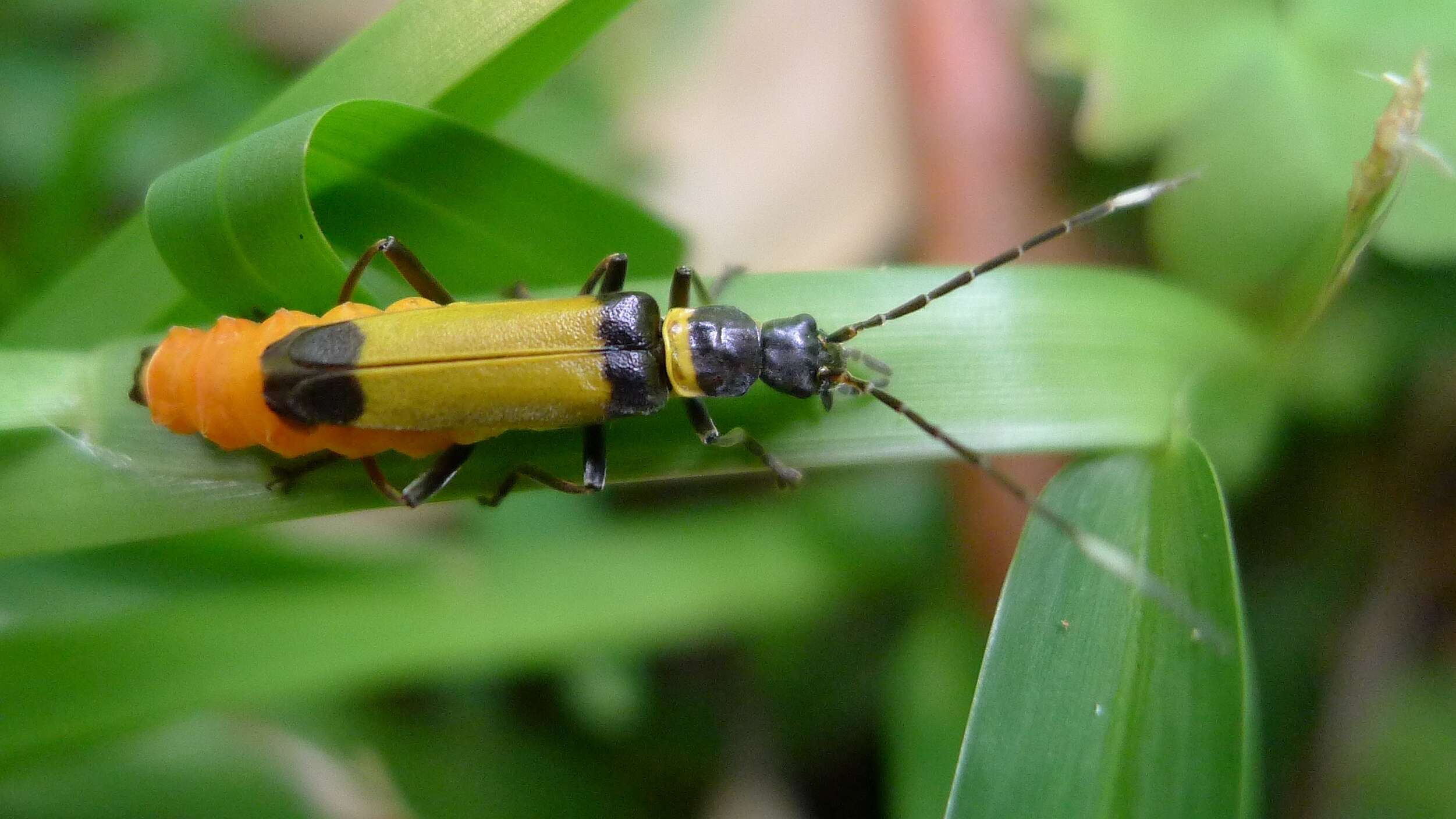 Imagem de Chauliognathus imperialis