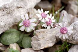 Image de Senecio varicosus L. fil.