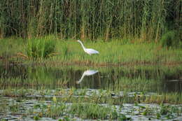 Image of Great Egret