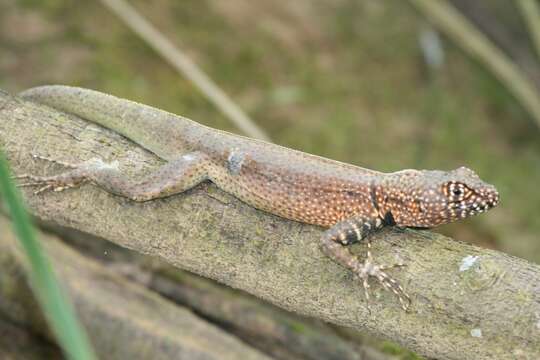 Image of Lava Lizards