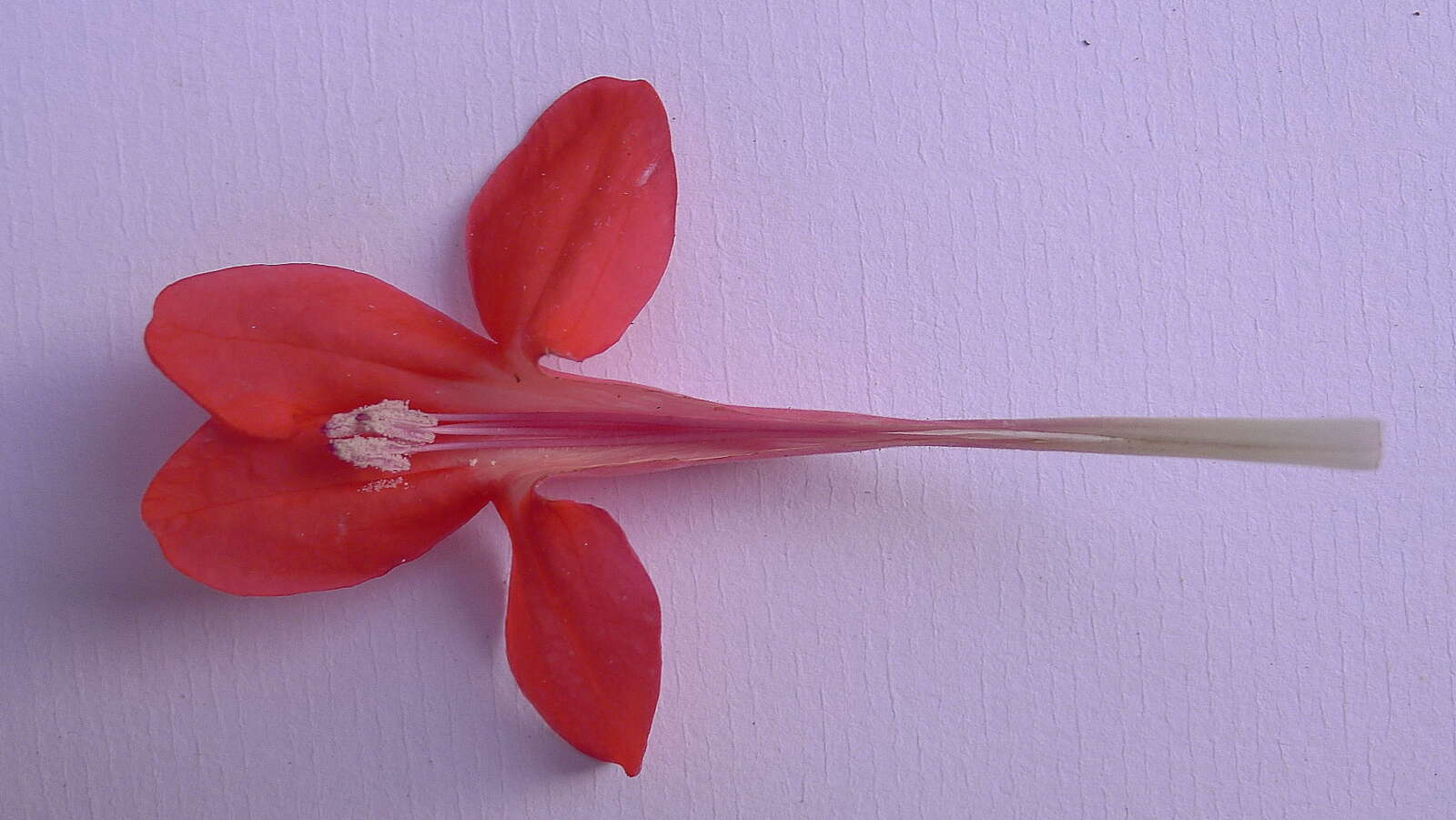 Image of Ruellia affinis (Schrad.) Lindau