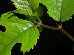 Image of Osage-orange