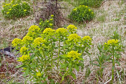 Image of Hairy Spurge