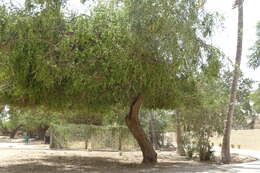 Image of jujube