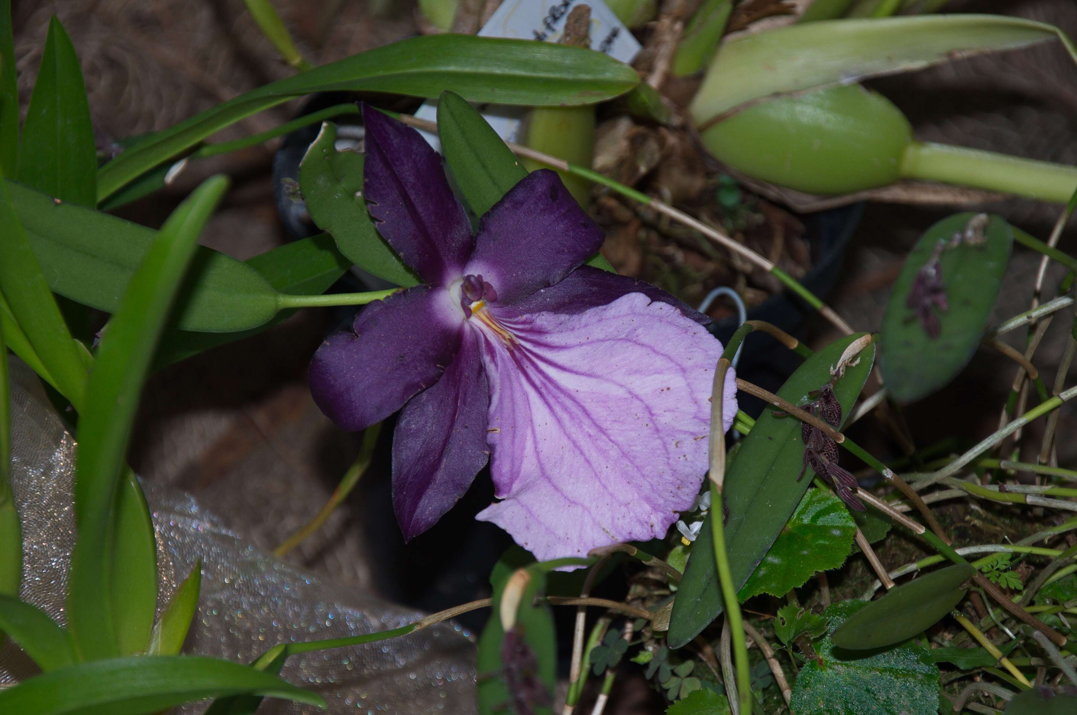 Image of Orchidaceae