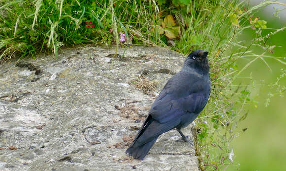 Image of Eurasian Jackdaw