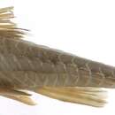 Image of loricariid catfish