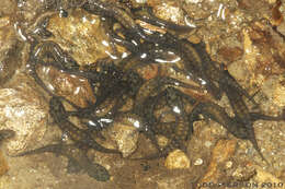 Image of dusky salamanders