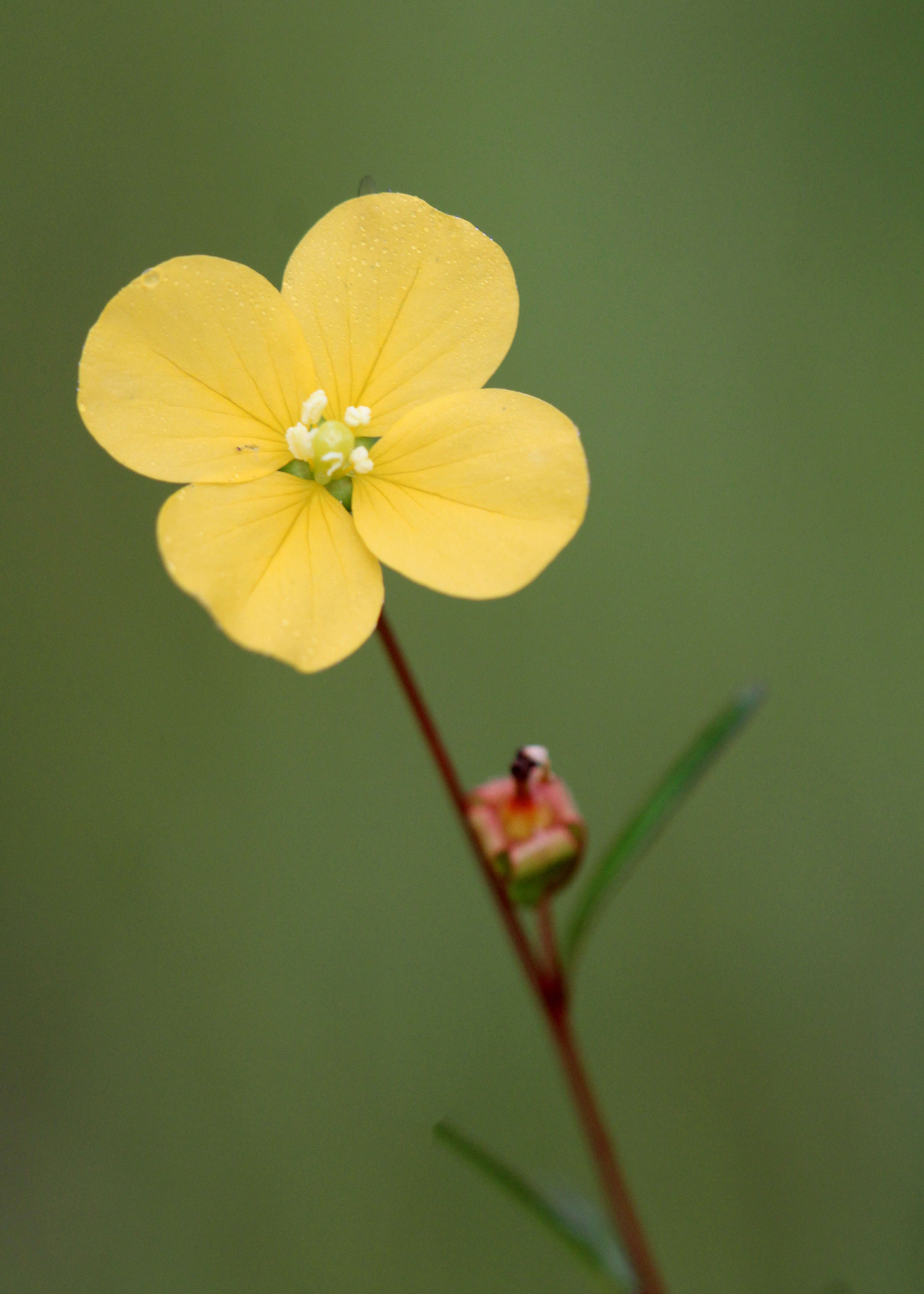 Image of primrose-willow