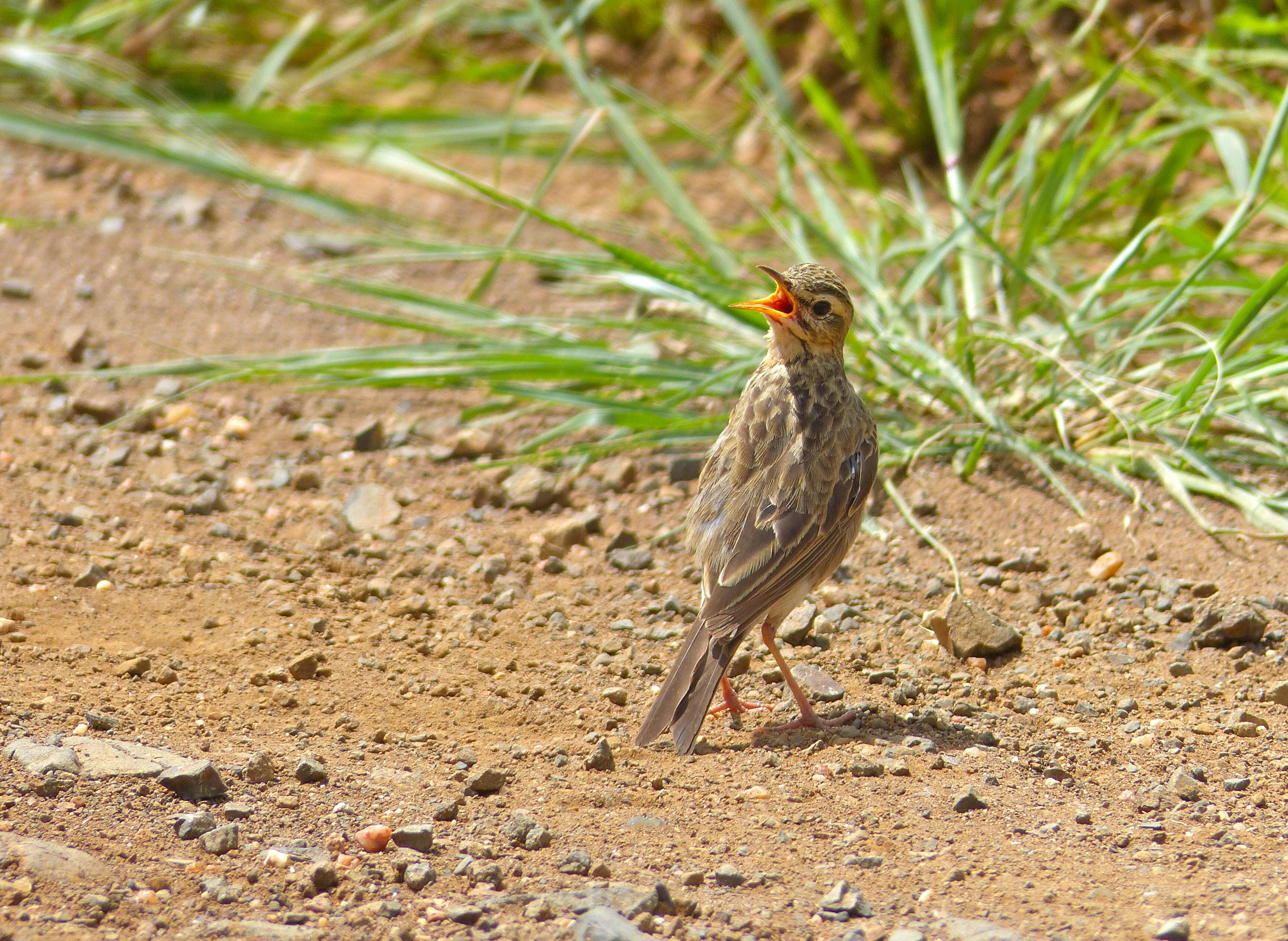 Image of Sabota Lark