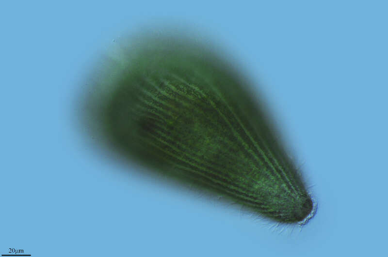 Image of Stentoridae