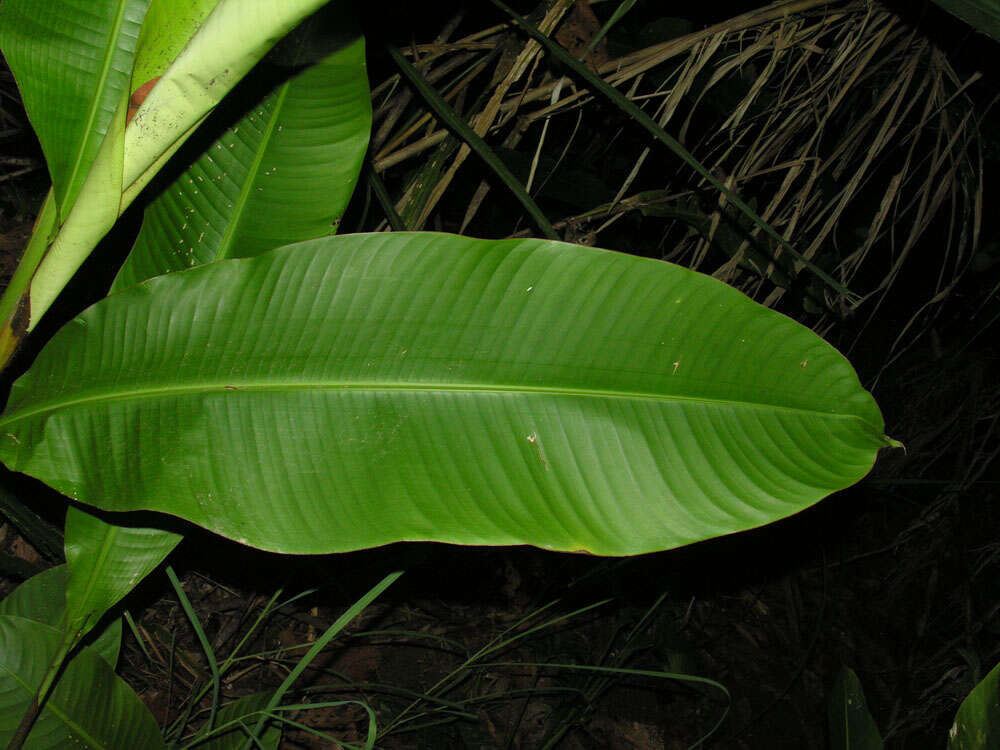 Image of Heliconia osaensis Cufod.