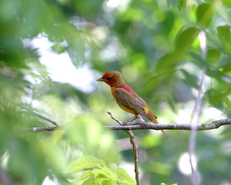 Image of Summer Tanager