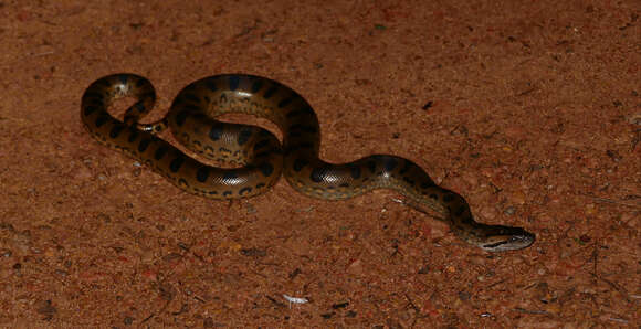 Image of Green anaconda