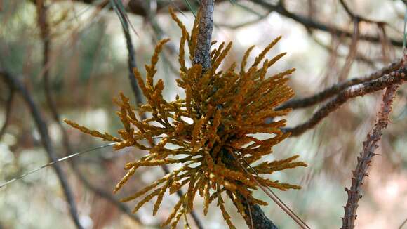 Image of gray pine dwarf mistletoe