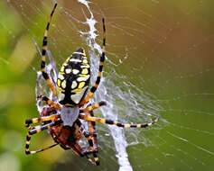 Image of Argiope