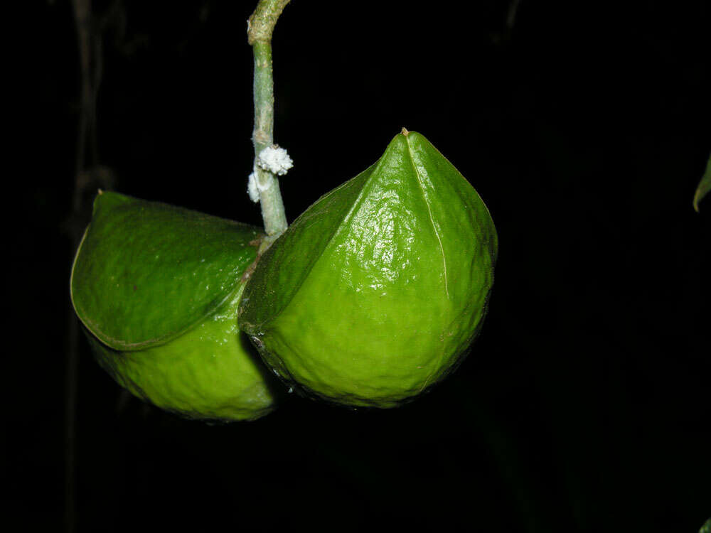 Plancia ëd Tabernaemontana amygdalifolia Jacq.