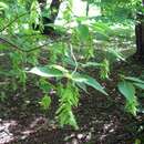 Image of Carpinus laxiflora (Siebold & Zucc.) Blume