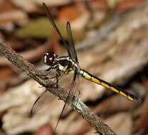 Image of Bar-winged Skimmer