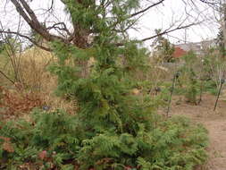 Image of arborvitae