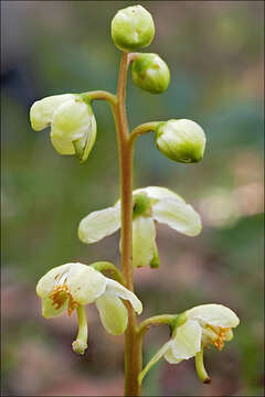 Image of greenflowered wintergreen