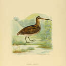 Image of Wood Snipe