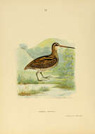 Image of Wood Snipe