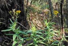 Image of fireweed groundsel