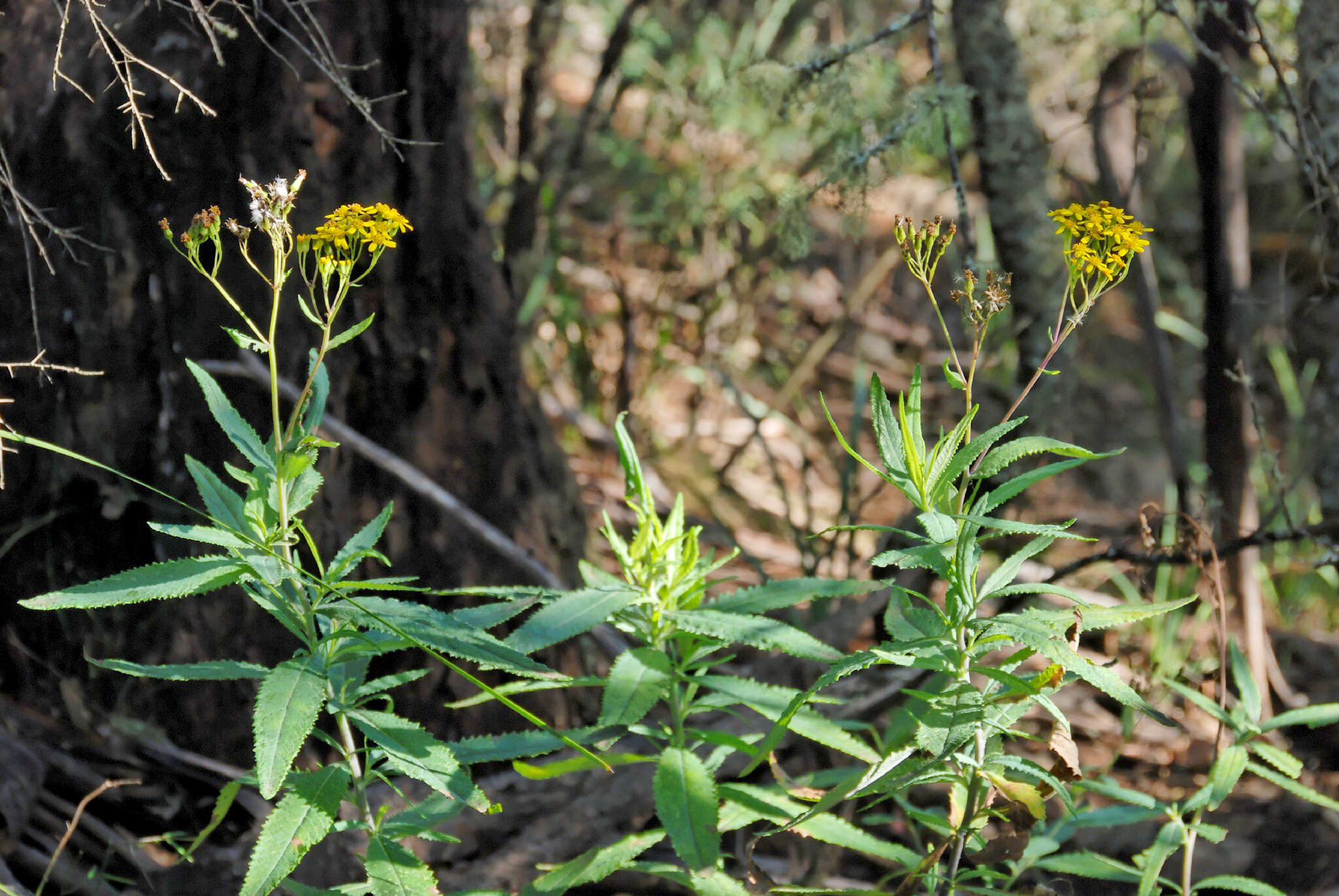 Image of fireweed groundsel