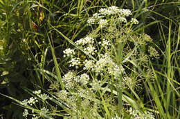 Image of stiff cowbane