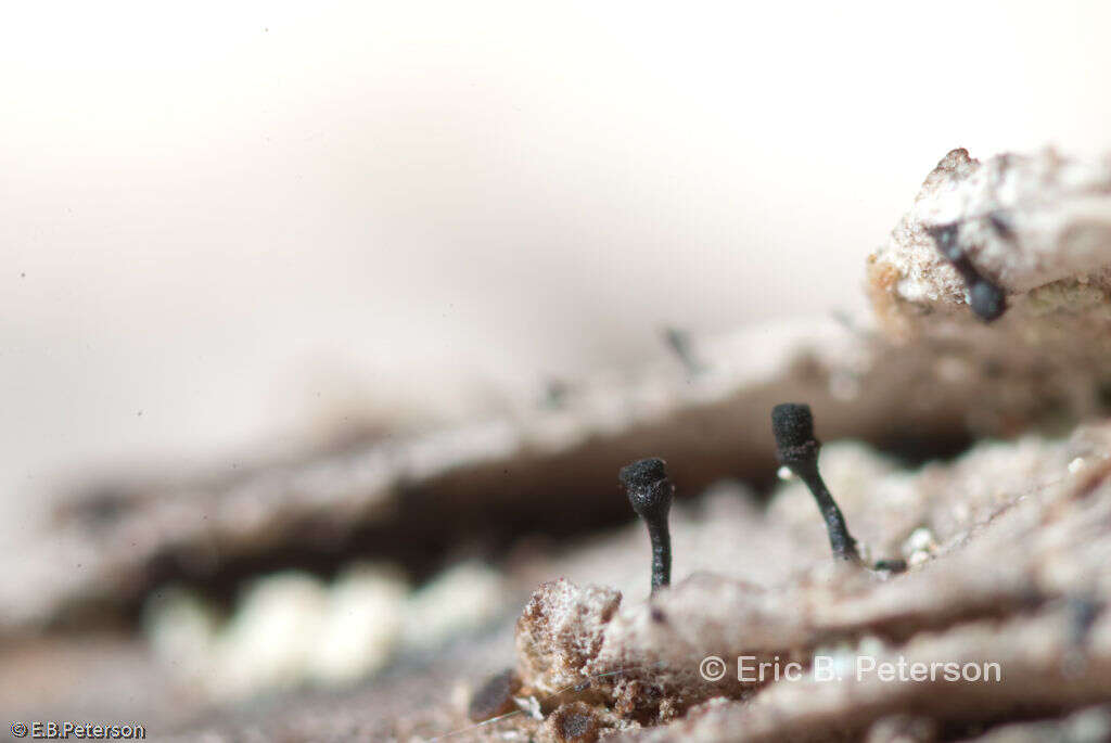 Image of Spike lichen;   Black stubble