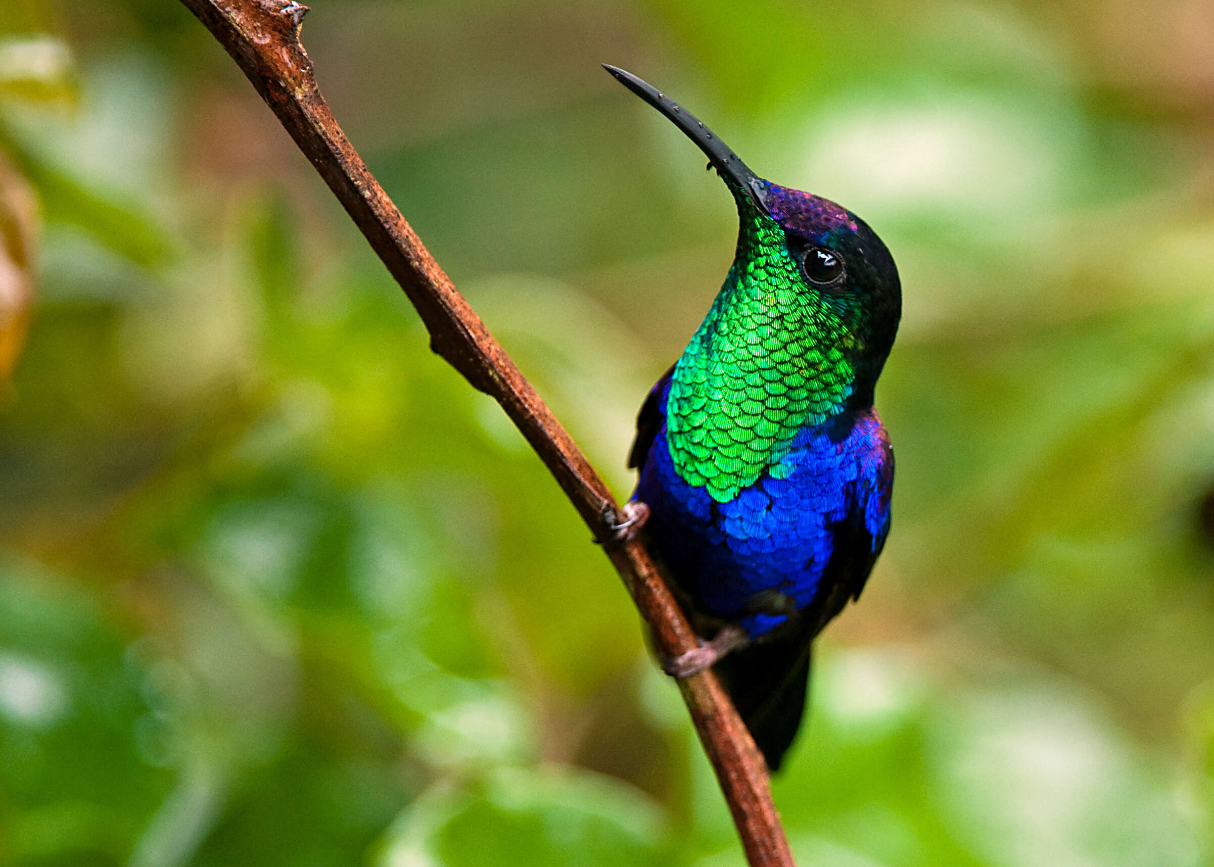 Image of Crowned Woodnymph