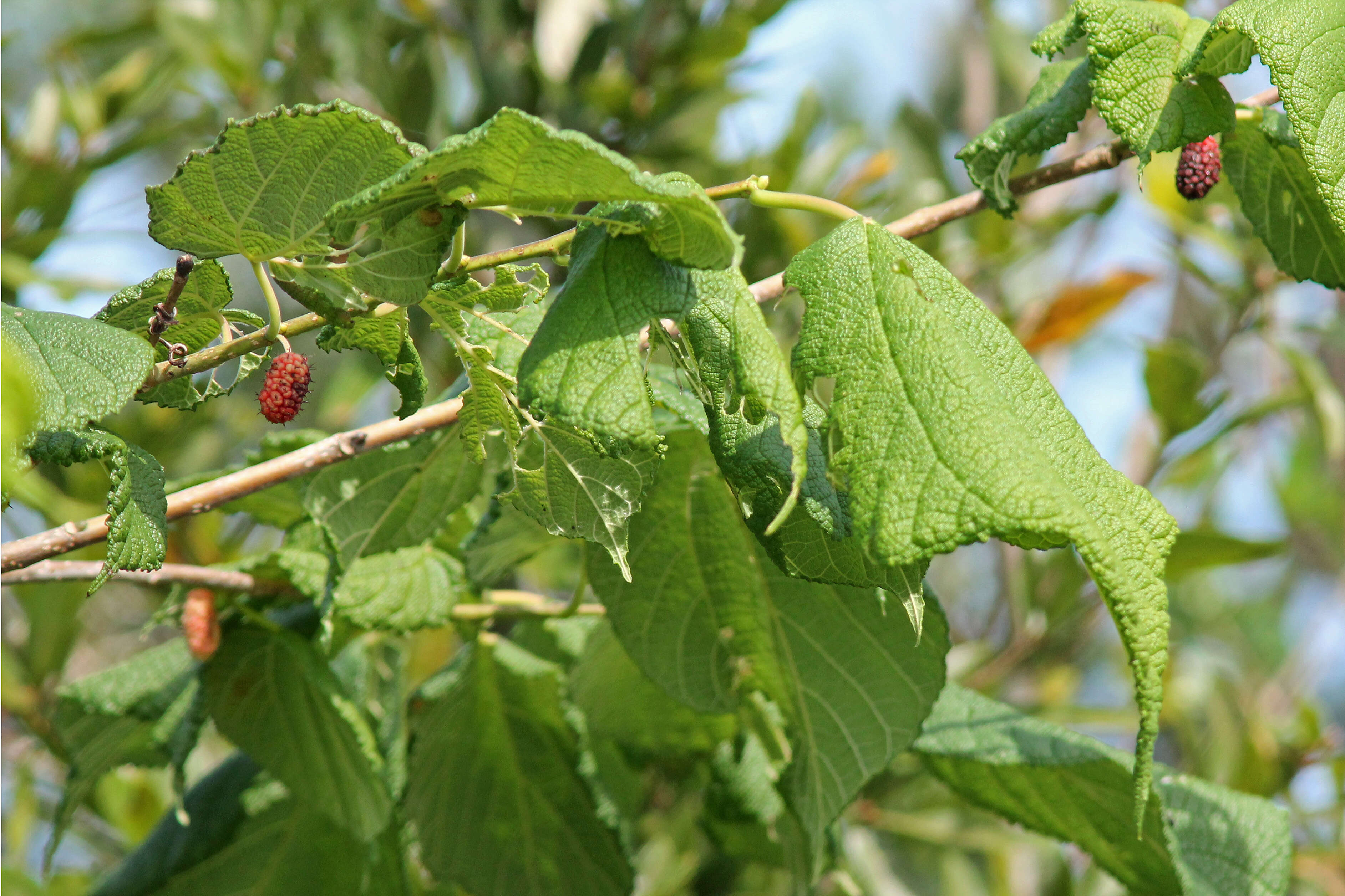 Image of mulberry