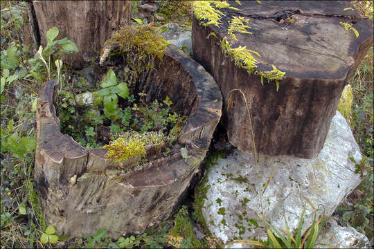 Image of Clavulinaceae