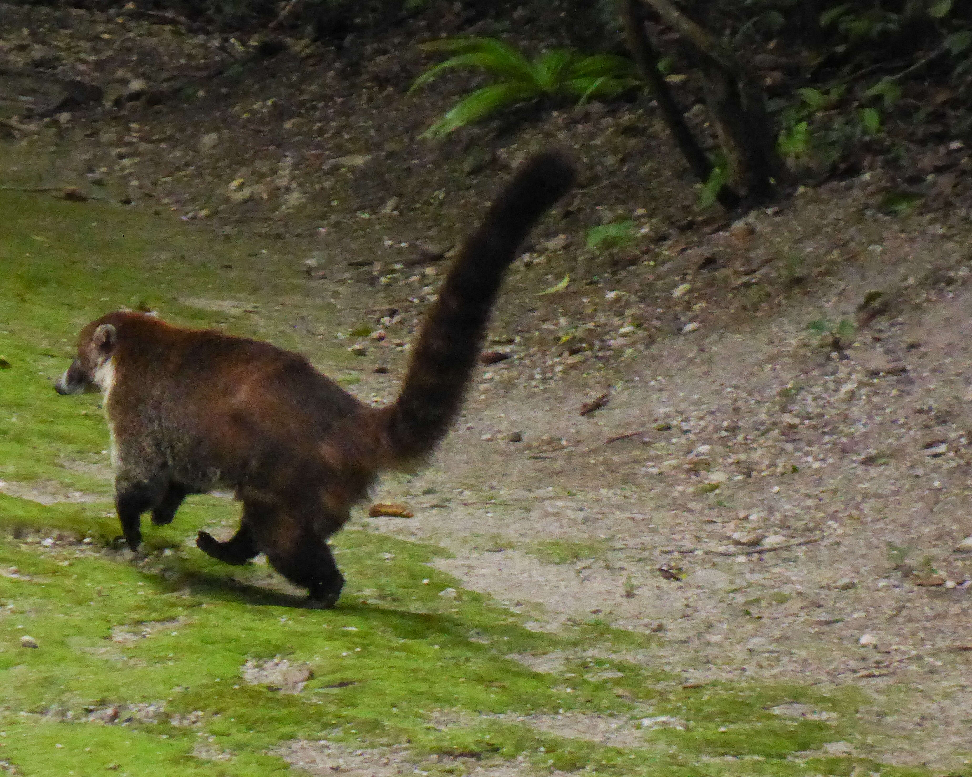 Image of Coati