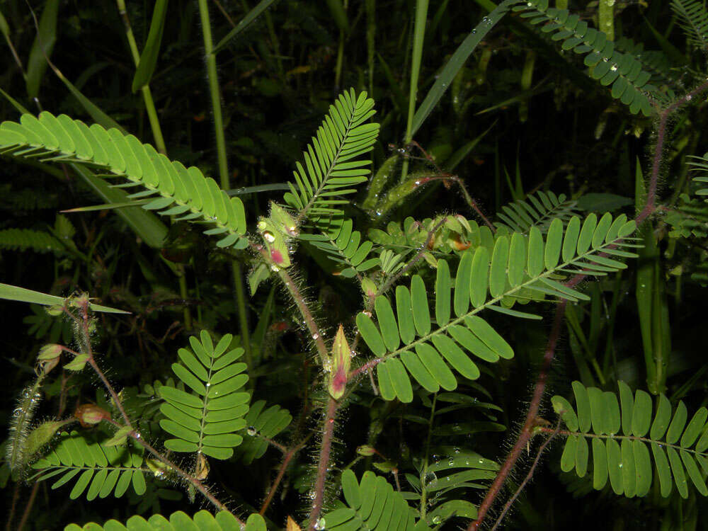 Image of Sensitive Joint-Vetch