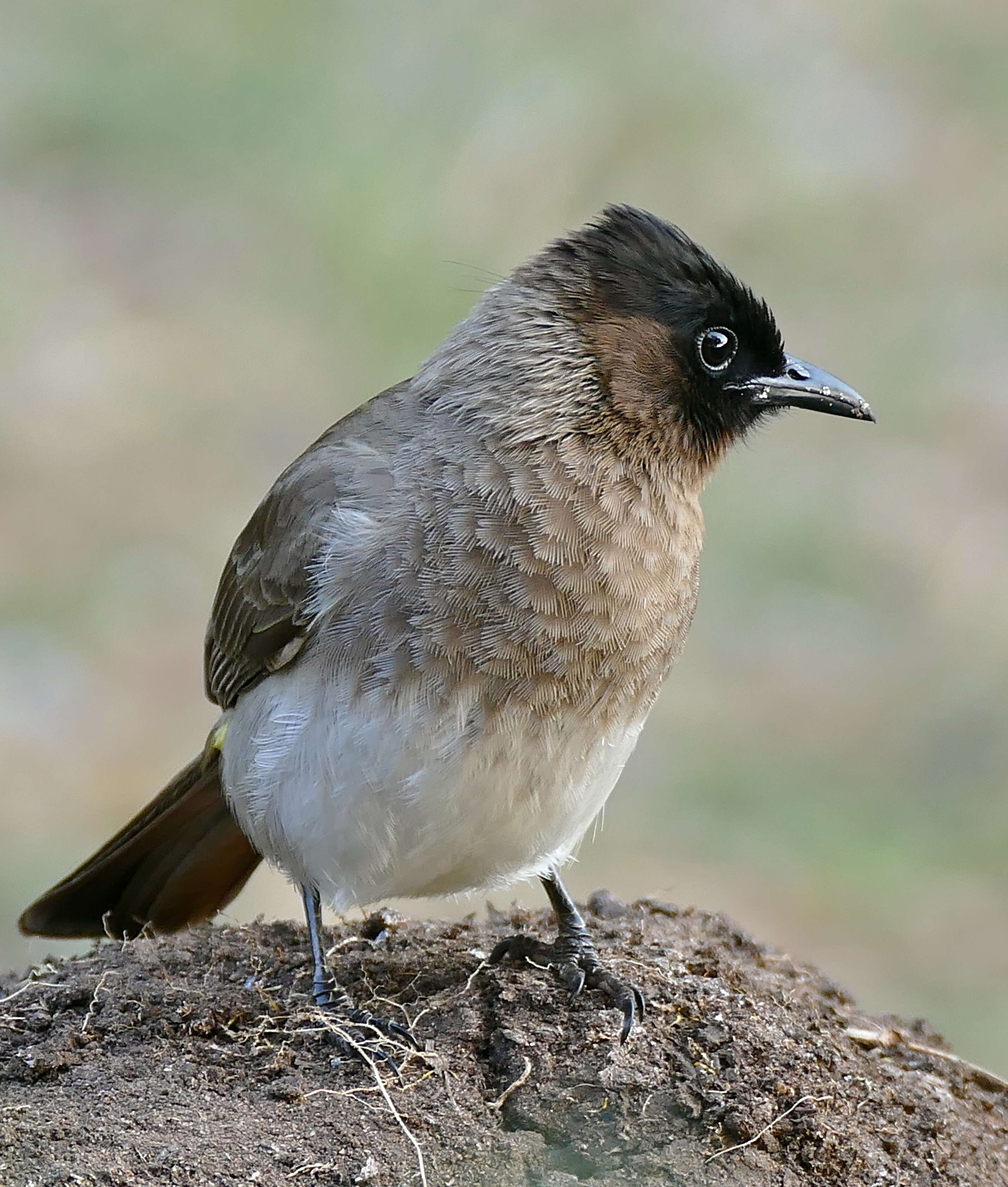 Sivun Pycnonotus tricolor (Hartlaub 1862) kuva