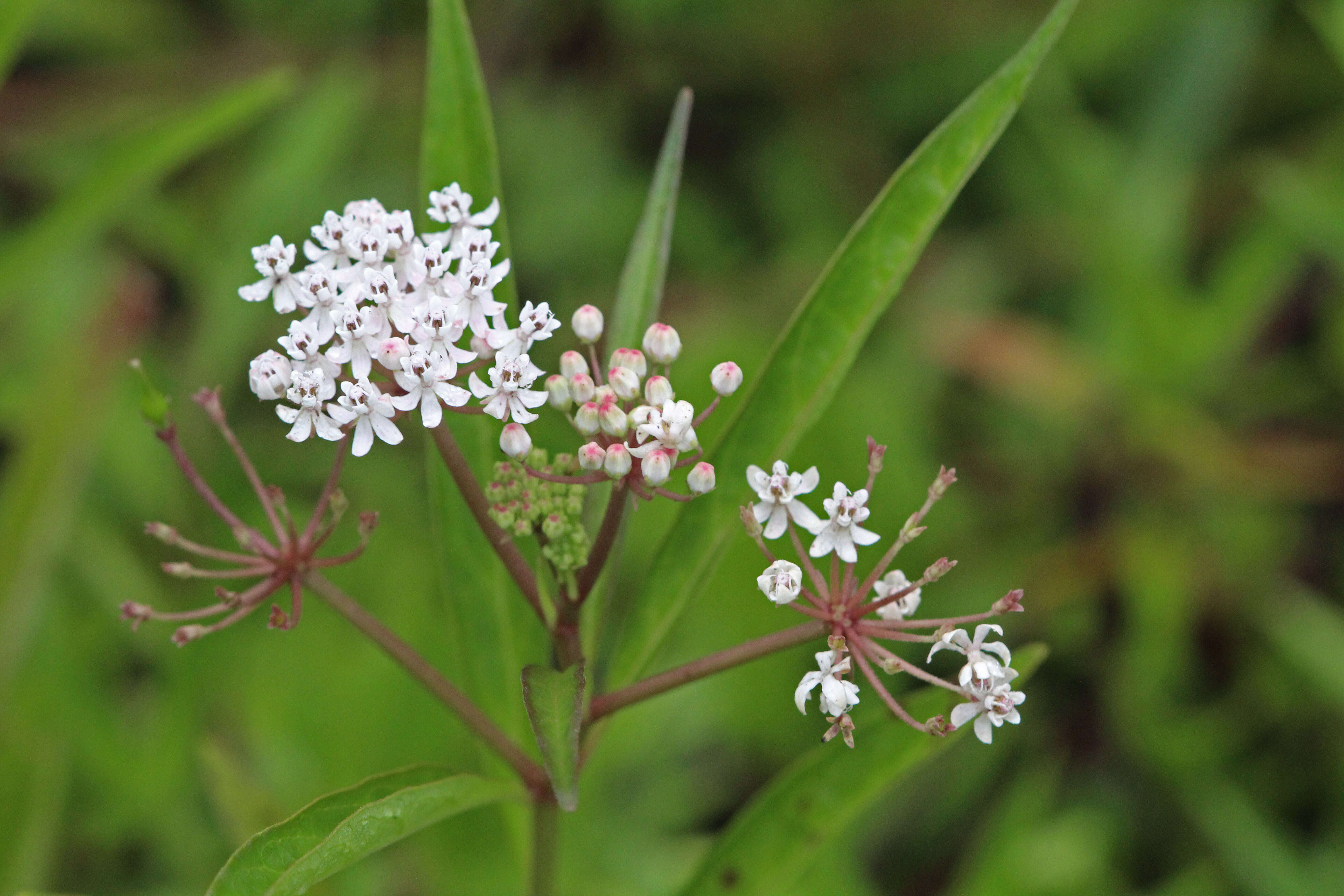 Image of aquatic milkweed