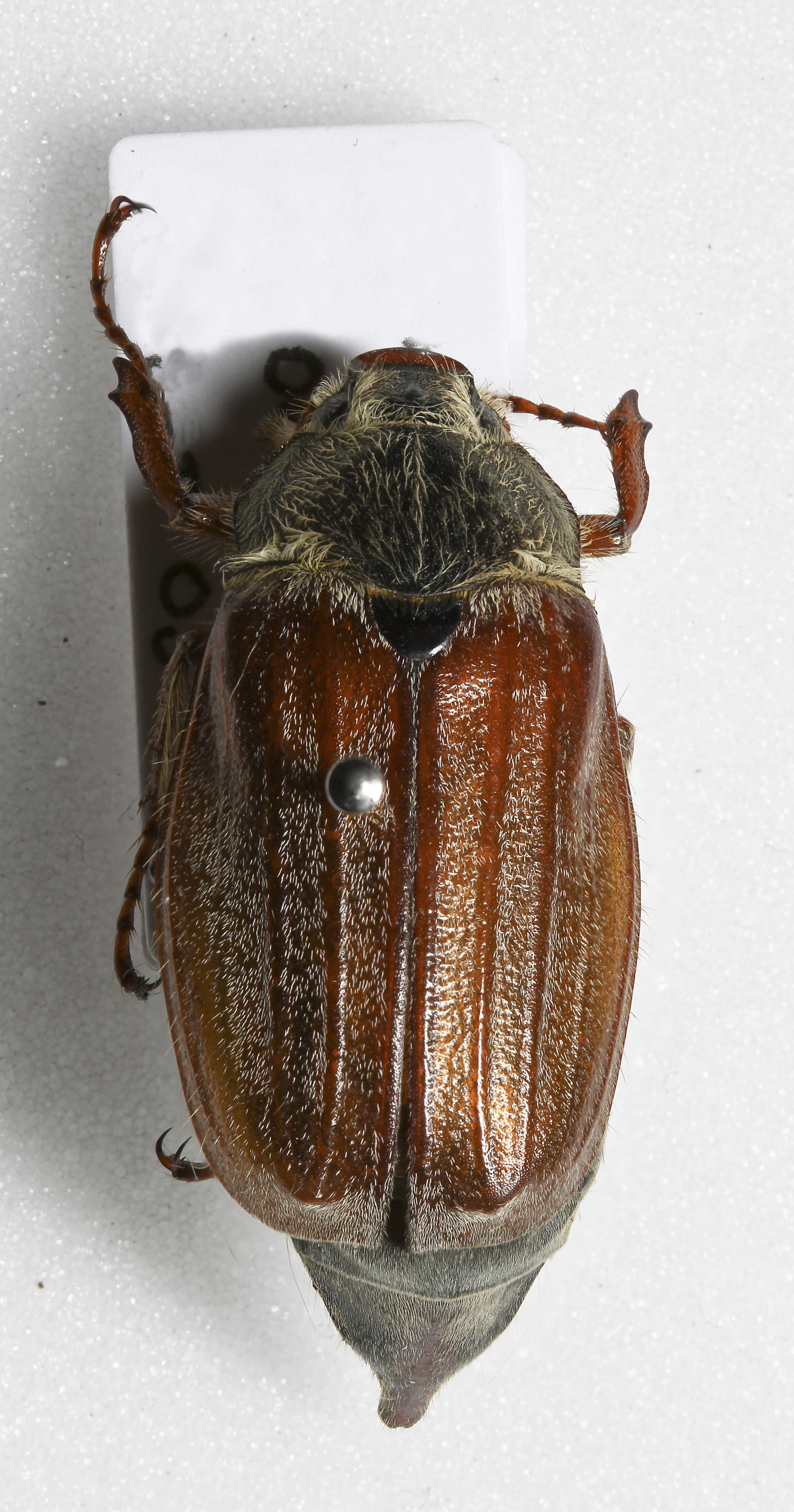 Image of Common cockchafer