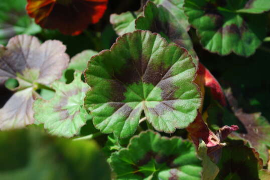 Image of sweet scented geranium