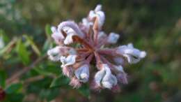 Image of Grey Spider Flower