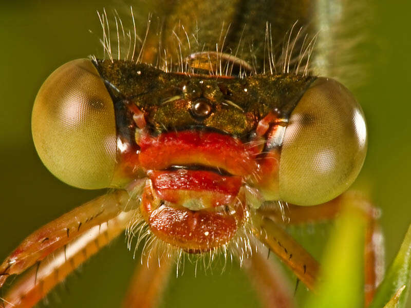 Image of Ceriagrion Selys 1876