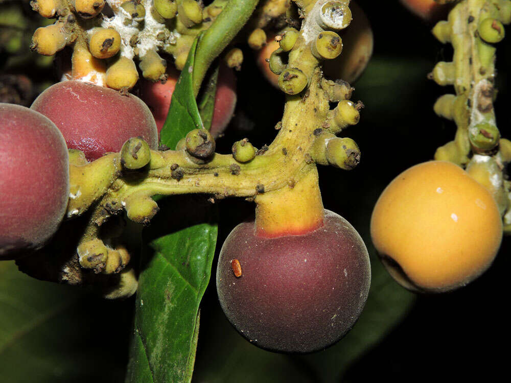 Image of Sorocea pubivena Hemsl.