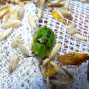 Image of Fleabane tortoise beetle