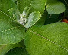 Image of milkweed