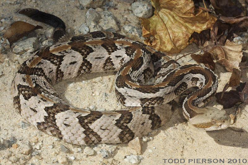 Image of Crotalus Linnaeus 1758