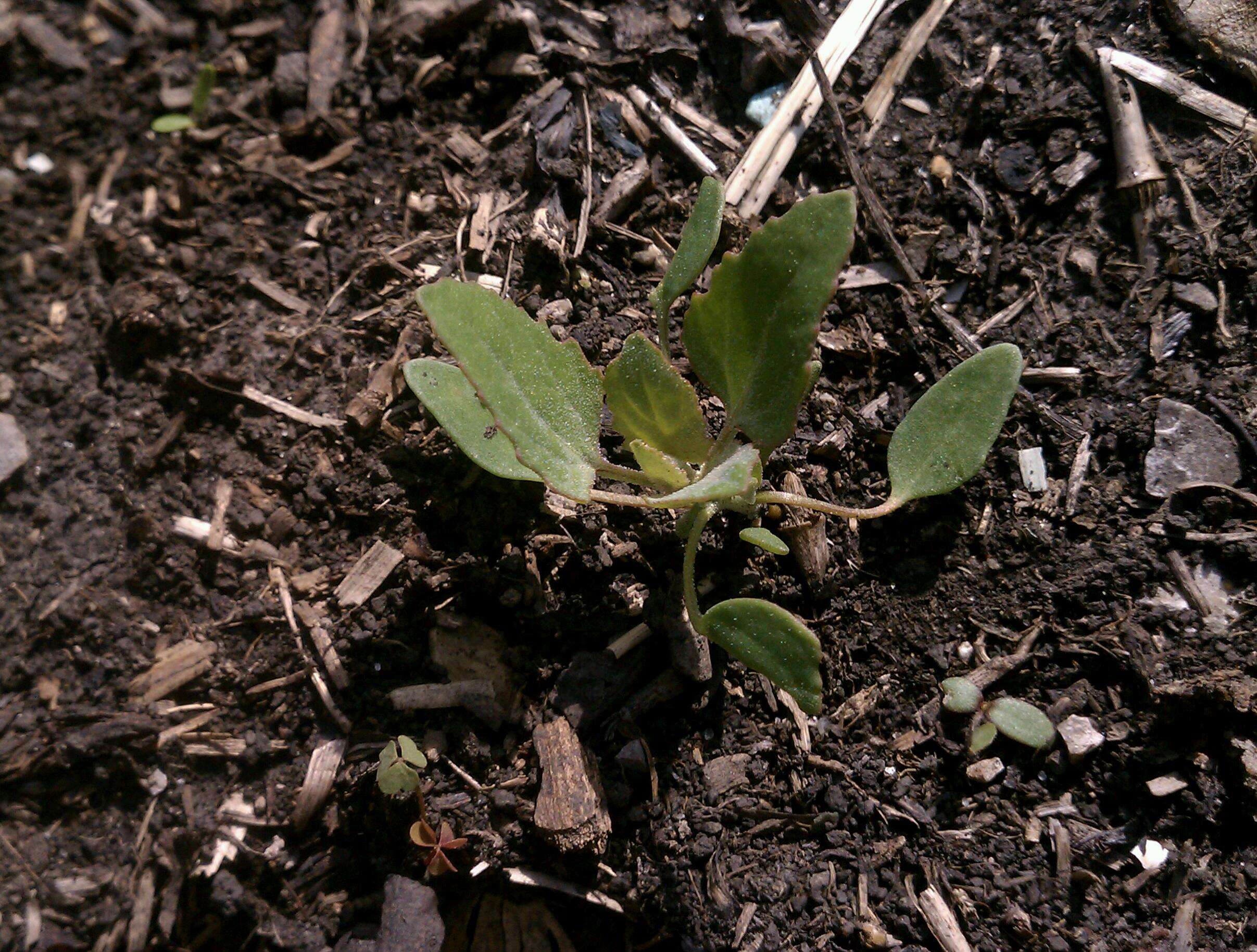 Image of Chenopodium
