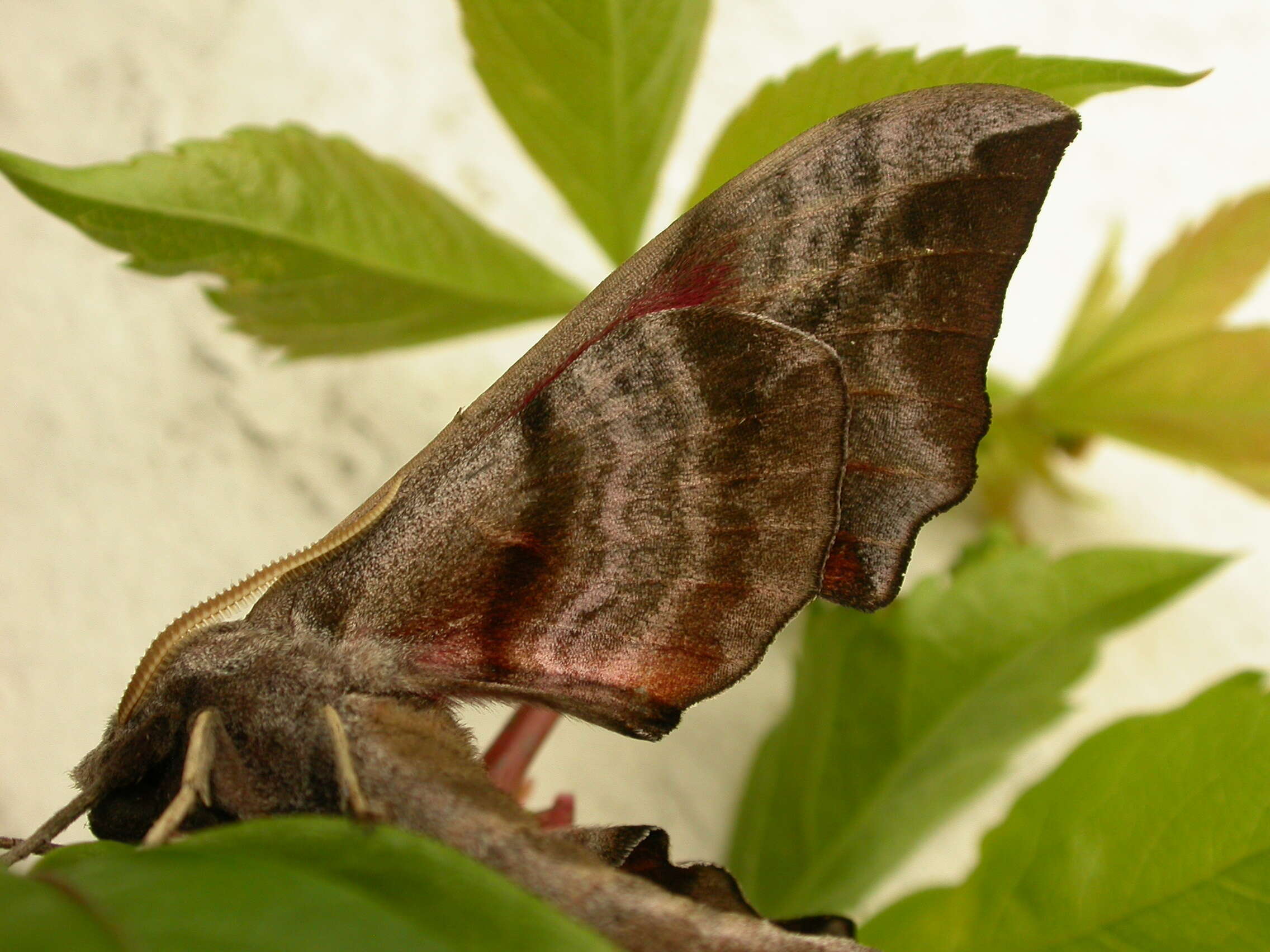 Image of Smerinthus ocellata (Linnaeus 1758)