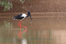 Image of Black-necked Stork